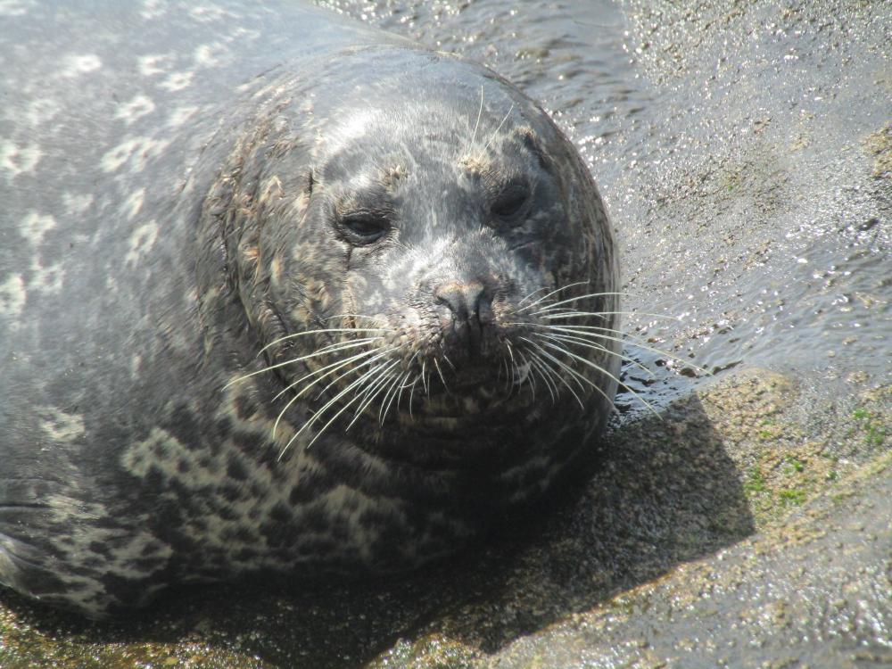 seal.JPG